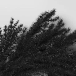 Halloween Grass Wreath Black - Threshold™ -Halloween Home Decor Store GUEST 135f1d1a 30c8 47a4 b104 5579e433304c