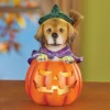 Collections Etc LED Lighted Jack-O'-Lantern Witch Dog Halloween Decoration 3.75 X 3.75 X 6.25 -Halloween Home Decor Store GUEST a108344e 8ec4 4bdd 9b4b ee487b8e0bf0
